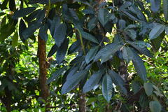 Excoecaria crenulata